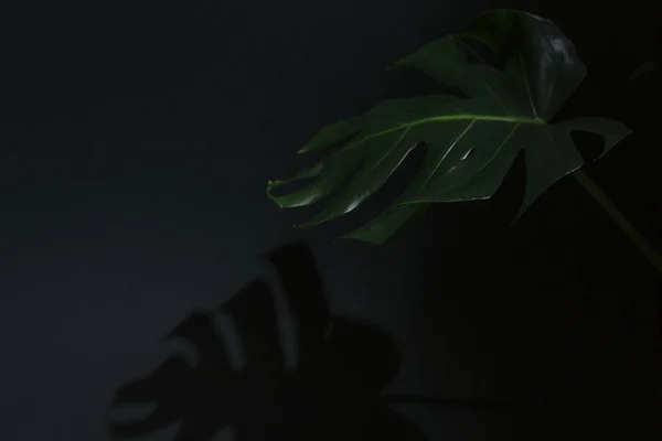 Monstera Leaf isolated on dark background, with shadow on background