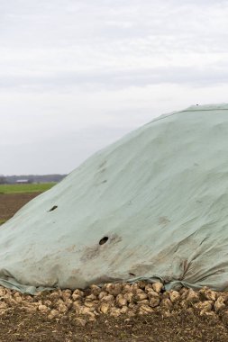Tarlada tuvalin altında şeker pancarı. Hasattan sonra nakil için bekliyorlar..