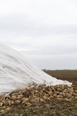 Tarlada tuvalin altında şeker pancarı. Hasattan sonra nakil için bekliyorlar..