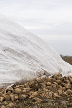 Tarlada tuvalin altında şeker pancarı. Hasattan sonra nakil için bekliyorlar..