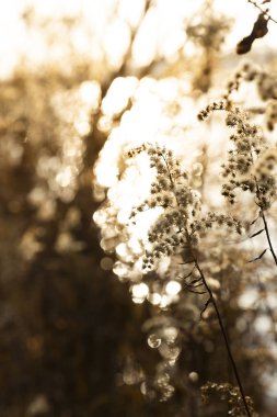 Gölün üzerindeki kış güneşi yansımaları bokeh, ılık güneş ışığı