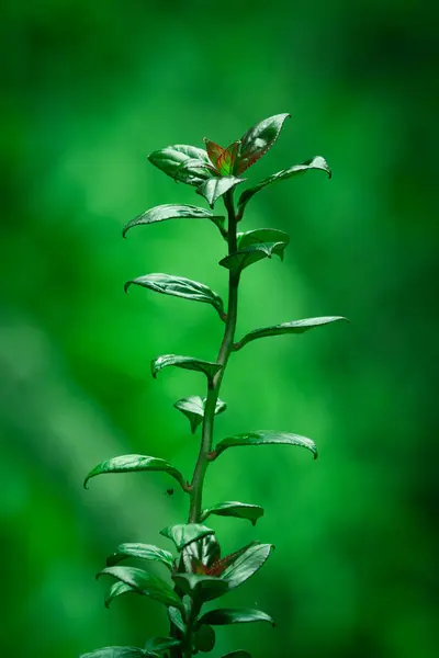 Planta verde — Foto de Stock