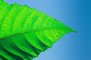 green leaf closeup detail