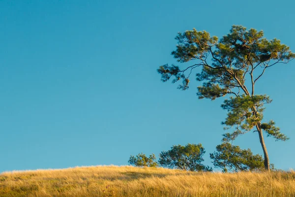 Dennenboom met gras en lucht — Stockfoto