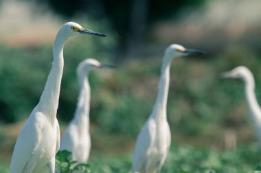 white egrets in the field