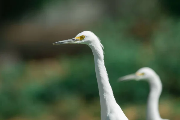 Heron Putih — Stok Foto