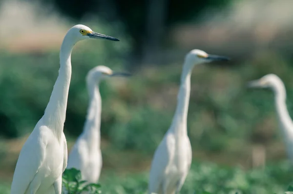 Egrets brancos no campo — Fotografia de Stock