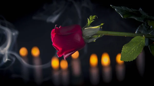 Красная роза в черном фоне — стоковое фото