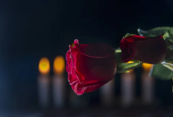 Красная роза в черном фоне — стоковое фото