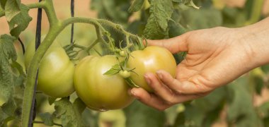 Domates bitkisinden taze domates topluyorum, solanum lycopersicum.Salata sebzesi