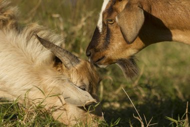 Beyaz sarımsı evcil keçi kafası, bulanık doğal arka plan.
