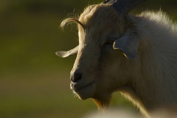 Tête de chèvre domestique jaunâtre blanche dans un fond naturel flou — Photo