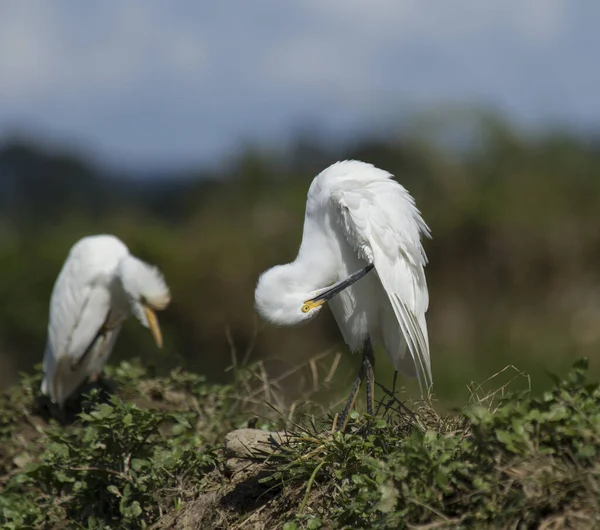 Egret branco em um local de agricultura molhada em busca de alimentos — Fotografia de Stock