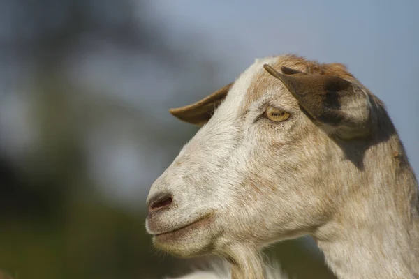 Tête de chèvre domestique jaunâtre blanche dans un fond naturel flou — Photo