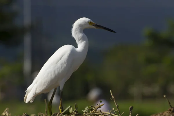 Garza blanca en un lugar de cultivo húmedo en busca de alimentos — Foto de Stock