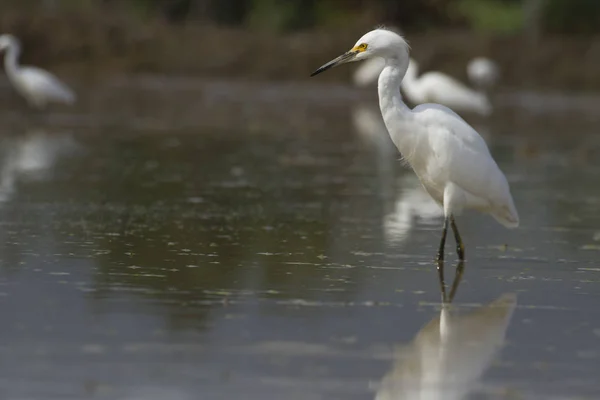 Garza blanca en un lugar de cultivo húmedo en busca de alimentos — Foto de Stock