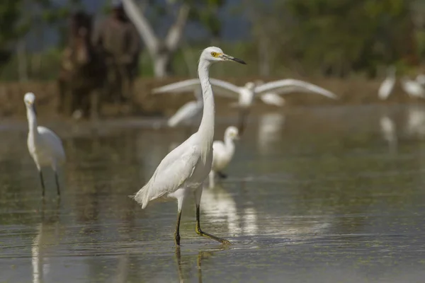 Egret branco em um local de agricultura molhada em busca de alimentos — Fotografia de Stock