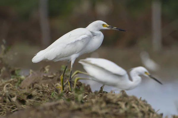 Garza blanca en un lugar de cultivo húmedo en busca de alimentos — Foto de Stock