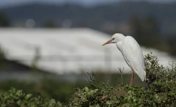 Egret branco em um local de agricultura molhada em busca de alimentos — Fotografia de Stock