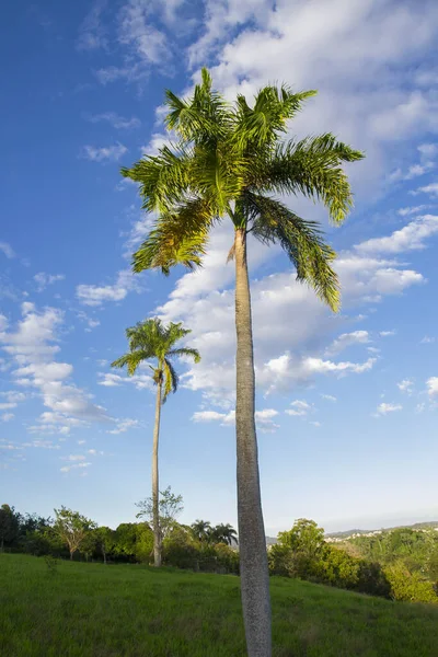 Tall royal palm trees (roystonea regia) in light green grassy hills and vivid blue sky with scattered high level clouds Royalty Free Stock Photos