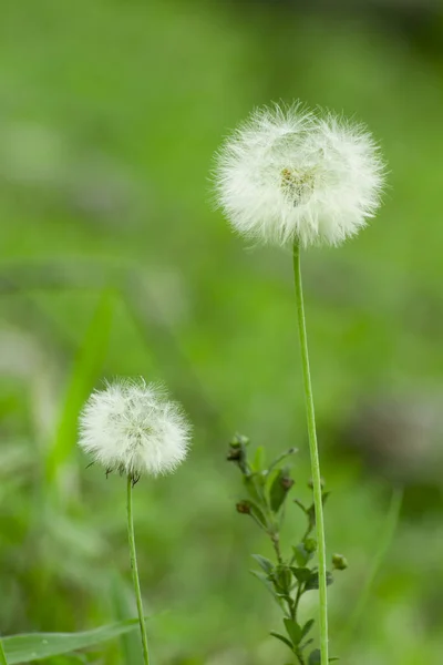 Dos Diente León Blanco Taraxacum Officinalis Flor Planta Eritrospermum Contra — Foto de Stock