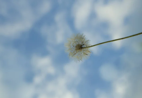 青い空と雲に対して白いタンポポ タラクサム オフィナリス またはエリスロスペルマム植物の花 低角度 — ストック写真