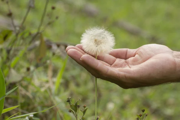 Close Mãos Homem Segurando Dente Leão Branco Taraxacum Officinalis Flor — Fotografia de Stock