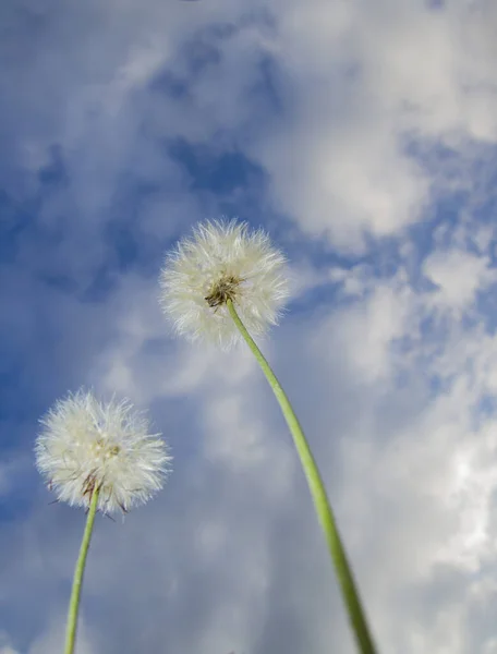 Dos Diente León Blanco Taraxacum Officinalis Flor Planta Eritrospermum Contra — Foto de Stock