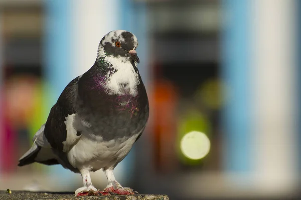 Bianco Nero Columba Livia Domestica Piccione Uccello Piedi Con Pareti — Foto Stock