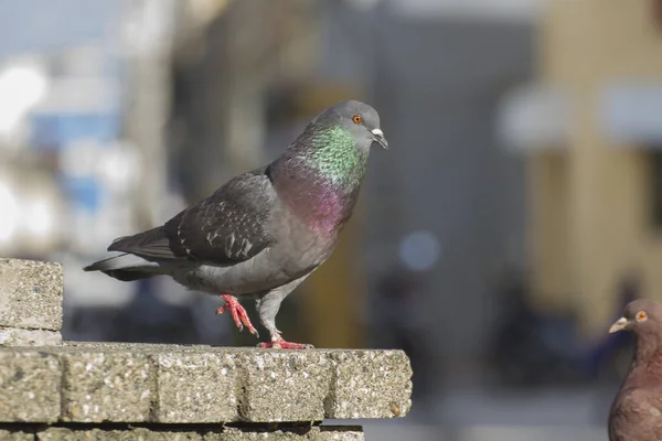 色彩斑斓 色彩斑斓的家鸽鸟与五彩斑斓的背景城市站在一起 — 图库照片