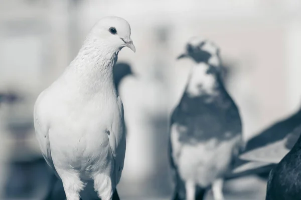 黒と白 コロンバ リビア ドメスティカ カラフルな背景の壁に立って鳩の鳥 — ストック写真