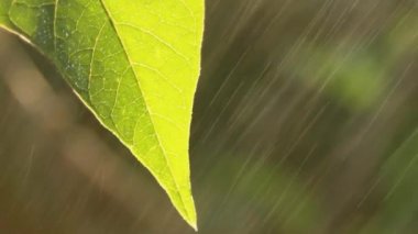 canlı yeşil geniş yaprak kapalı rüzgar tarafından hareket bulanık arkaplan çiseleyen