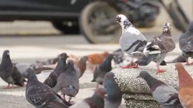 Kentsel bir parkta düzensiz yürüyen farklı renk yerli güvercinler (columba livia) grubu, seçici odak bulanık arka plan