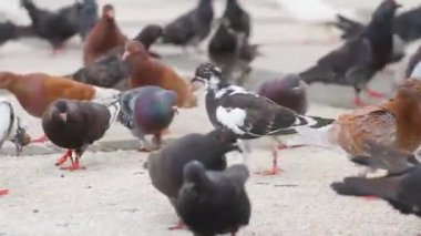 Bulanık araçların arka planda geçtiği bir şehir parkında farklı renk yerli güvercinler (columba livia) grubu düzensiz bir şekilde yürüyor