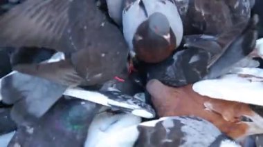 bir şehir parkında farklı renkte yerel güvercinler (columba livia) sıkı bir grup besleniyor, zirve görünümü