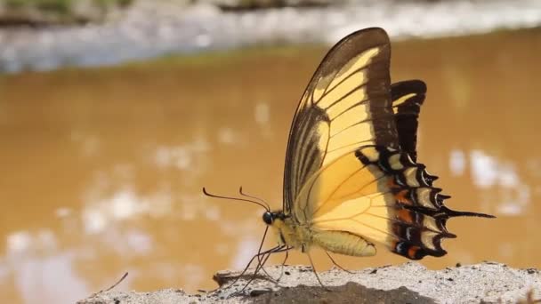 Yellow Heraclides Androgeus Epidaurus Butterfly Androgeus Swallowtail Mendarat Tanah Lembab — Stok Video