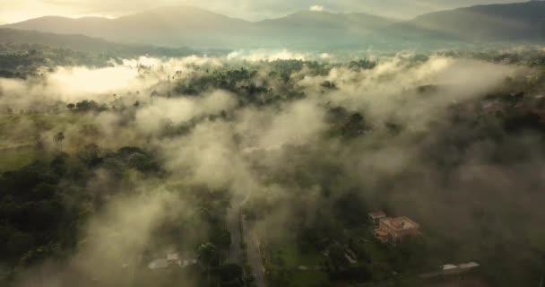 Antenowy Dron Przedni Zapis Porannego Mglistego Krajobrazu Doliny Zielonych Drzew — Wideo stockowe