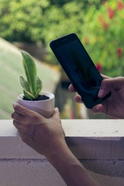 Kız elleri (dracaena trifasciata) bitkisinin fotoğrafını çekiyor. Cep telefonu evin içinde. Dışarıya bakan pencereye yaslanıyor.