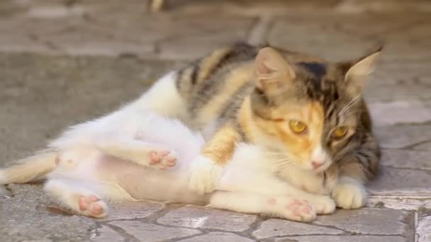 Mor Och Barn Calico Fläckig Vit Gul Och Svart Katt — Stockvideo