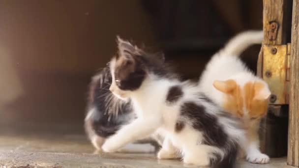 Dos Gatos Bebés Negros Blancos Amarillos Jugando Interiores Con Retroiluminación — Vídeos de Stock