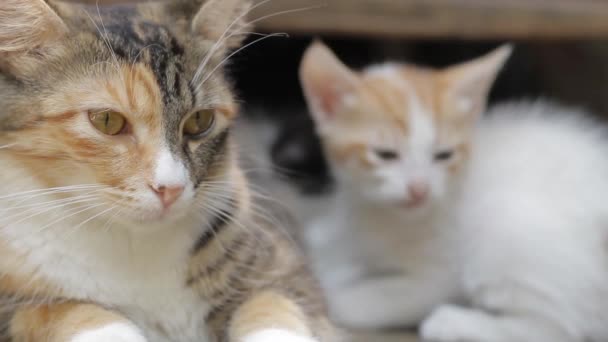 focus sélectif sur le visage de la mère chat calicot nourrissant bébé couché sur fond flou 