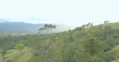 Jarabacoa Dominik Cumhuriyeti 'ndeki dağları ve ağaçları gösteren bir sabah çam ormanı manzarası üzerinde hava aracı görüntüleri.