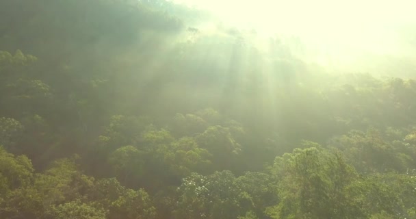 Imágenes Aéreas Aviones Tripulados Avanzando Sobre Paisaje Forestal Nebuloso Matutino — Vídeo de stock