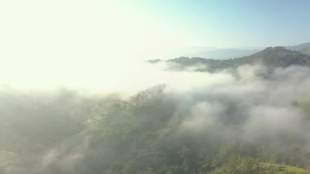 Filmati Drone Aerea Lato Movimento Panning Paesaggio Forestale Nebbioso Mattina — Video Stock