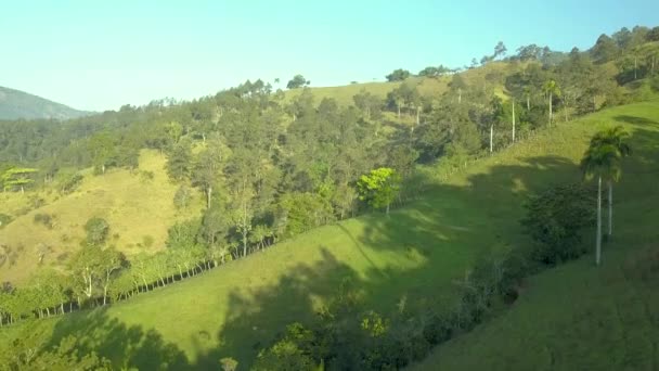 Letecké Drone Záběry Pohybující Nad Ranní Tropické Krajiny Zobrazující Borovice — Stock video