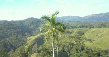 Jarabacoa Dominik Cumhuriyeti 'nin ön planında bir palmiye ağacı (roystonea regia) olan bir araziyi gösteren hava aracı görüntüleri yükseliyor.