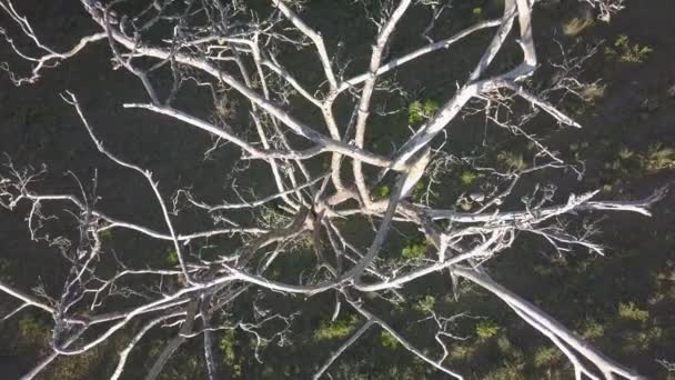 360 Поворотов Воздушных Беспилотников Движущихся Над Пологом Мертвой Сосны Листьев — стоковое видео