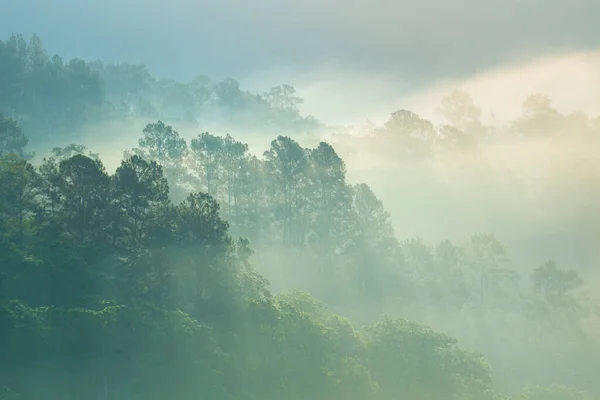 ドミニカ共和国の山の霧の中で太陽光線と霧の朝の風景 ロイヤリティフリーのストック写真