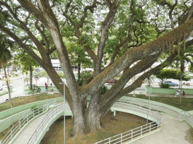 Büyük yaşlı ağaç (Samanea Saman) şehir merkezindeki parkın ortasında, Dominik Cumhuriyeti 'nin Jarabacoa kentsel manzarasında.