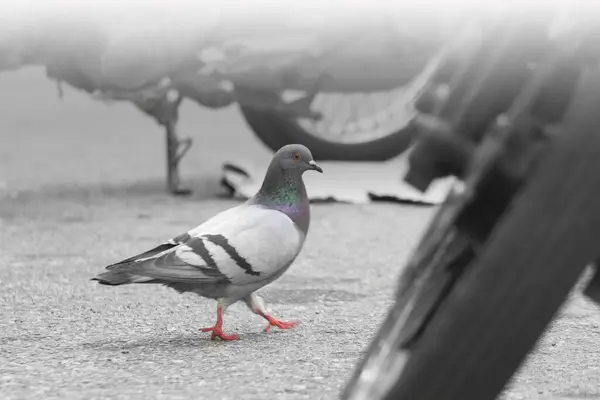 黑灰相间的鸽子 站在街道的背景上 — 图库照片
